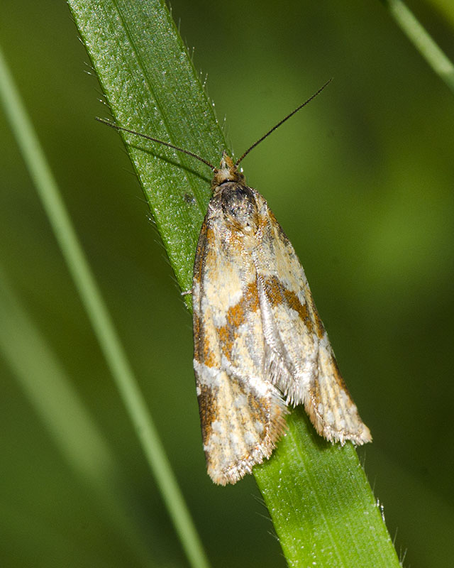 Tortricidae - Aethes hartmanniana